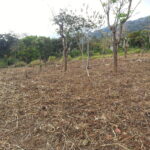 lote scaled Futbol Noticias Deportivas Costa Rica