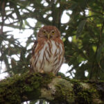 Glaucidium brasilianum Futbol Noticias Deportivas Costa Rica