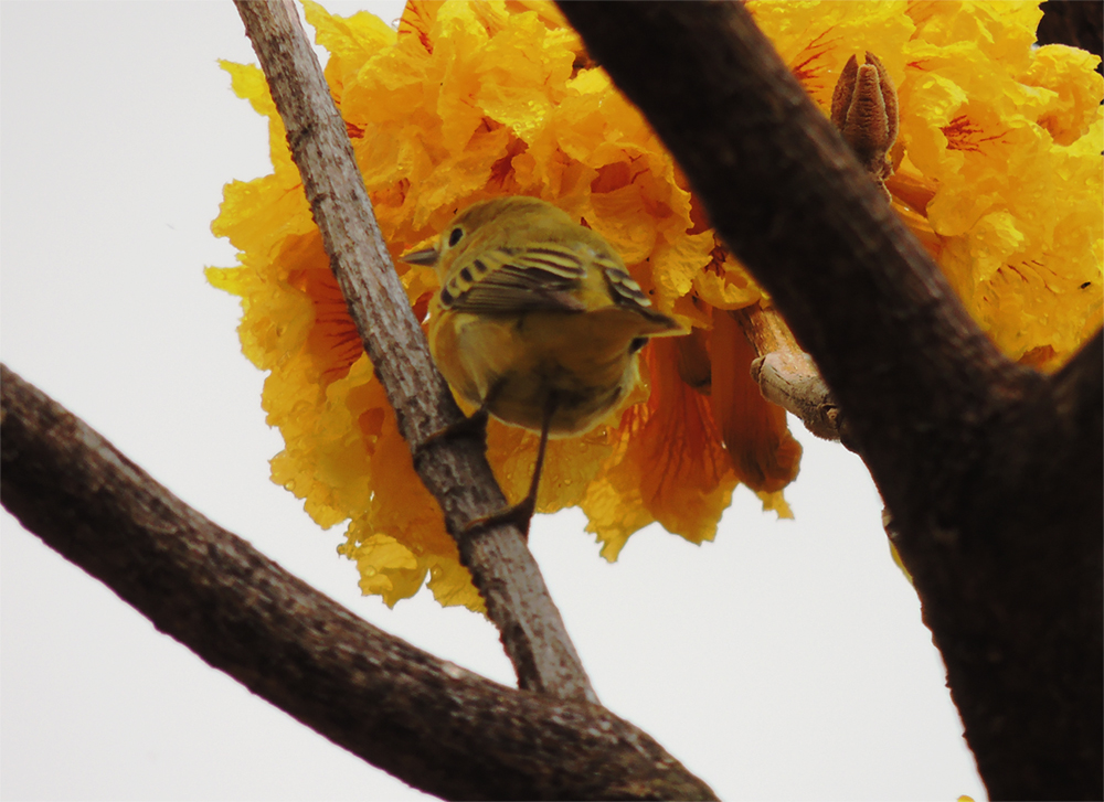 Yellow warbler2