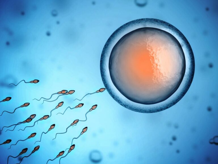La concentración de esperma de los hombres se ha reducido a la mitad en medio siglo