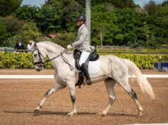 Para amantes de los caballos