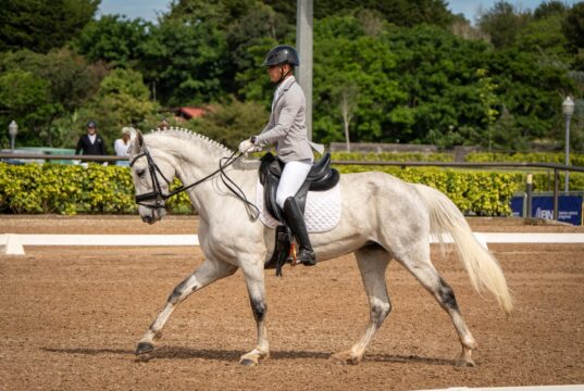 Para amantes de los caballos